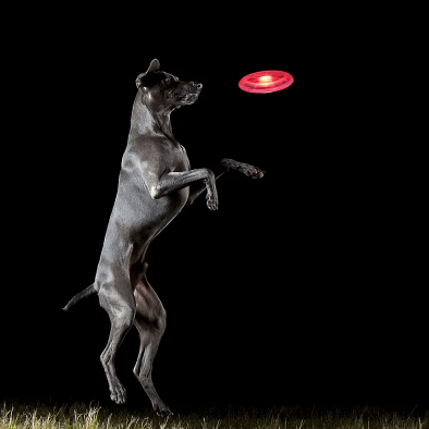 Frisbee Lumineux pour Chien – Jouez sans limites, même la nuit - Boutique Ecom